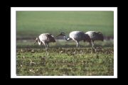grues_cendrees (12).jpg